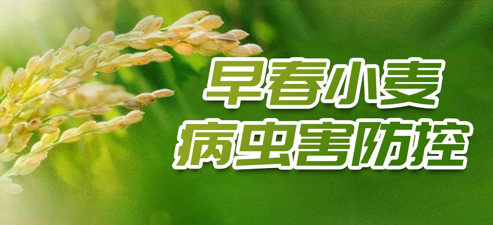 早春小麦病虫害防控